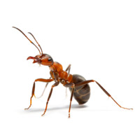 Ameisen als Schädlinge