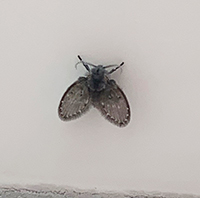 Fliegen und Schmetterlings-Mücken in Hamburg