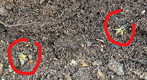 Wespenbekämpfung Hamburg: Erdbienen schützen Wespenbekämpfung Hamburg: Erdbienen schützen