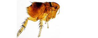 Flohbekämpfung für Hamburg, Lüneburg und Norderstedt