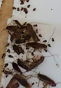Kakerlakenbefall in Großküche in Hamburg-Wandsbek