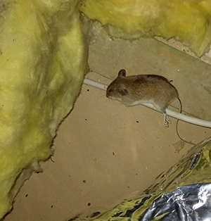 Mäusenest auf einem Dachboden in Hamburg