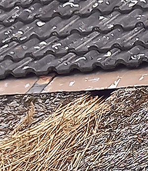 Marderbekämpfung Lüneburg Marderbekämpfung Lüneburg