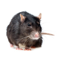 Rattenbekämpfung für Hamburg, Lüneburg und Norderstedt