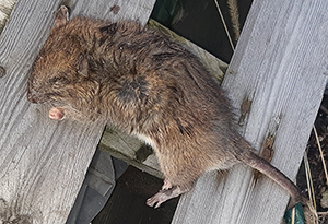 Wie sieht eine professionelle Rattenbekämpfung aus? 