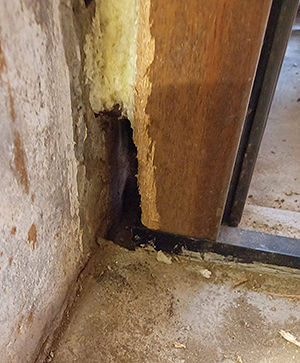 Rattenschaden und Rattenbekämpfung in Hamburg- Harburg Rattenschaden und Rattenbekämpfung in Hamburg-Harburg