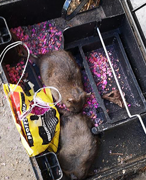 Erfolgreiche Rattenbekämpfung in Norderstedt