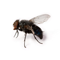 Fliegen als Schädlinge Fliegen als Schädlinge