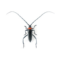 Käfer als Schädlinge Käfer als Schädlinge