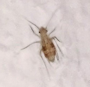 Sind Staubläuse gefährlich? Was tun bei Staubläusen? Sind Staubläuse gefährlich? Was tun bei Staubläusen?